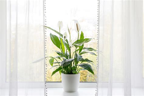 indoor air quality eugene, or